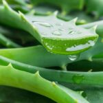aloevera-Shutterstock_1049109326-910x683