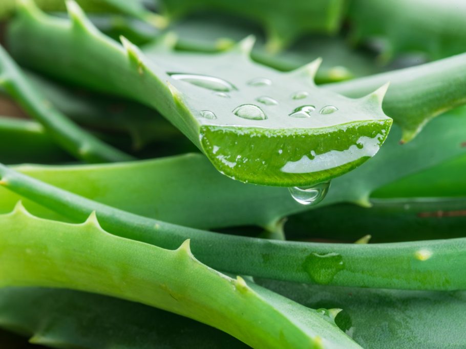 aloevera-Shutterstock_1049109326-910x683